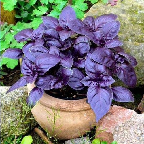 بذر ریحان بنفش