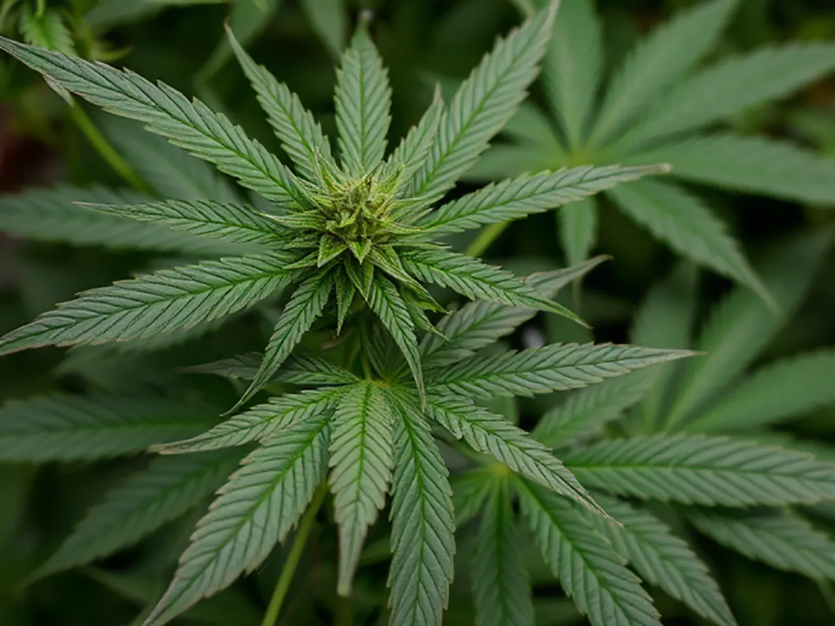 شاهدانه - Image 2