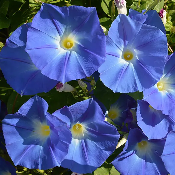 نیلوفر رونده،گلدرشت،آبی - Image 3