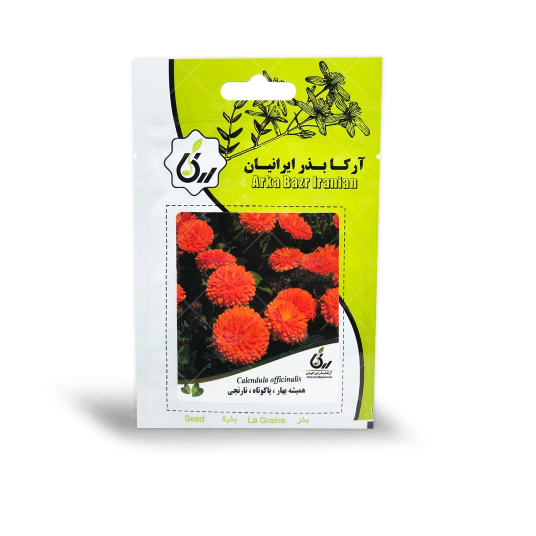 همیشه بهار،پاکوتاه،نارنجی