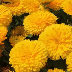 همیشه بهار،زرد