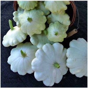 کدو ستاره ای سفید