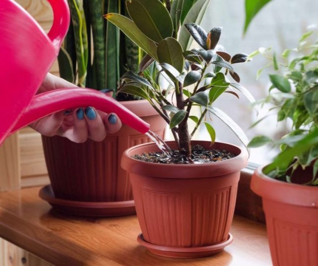 Irrigation amount and soil moisture are among the most important factors for proper seed planting.